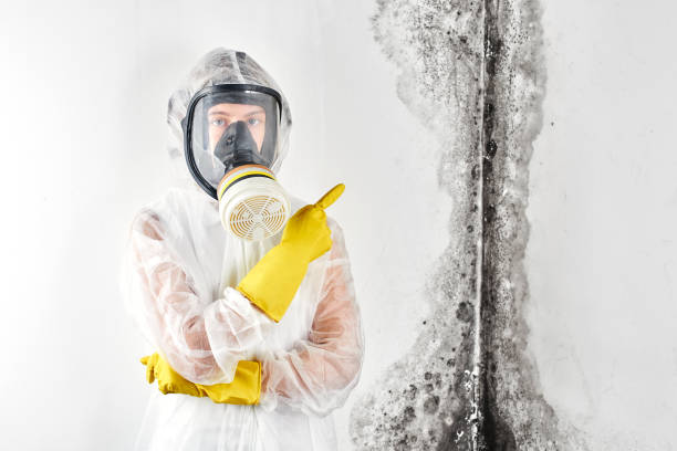 Best Water Damage & Mold Remediation  in Sturtevant, WI